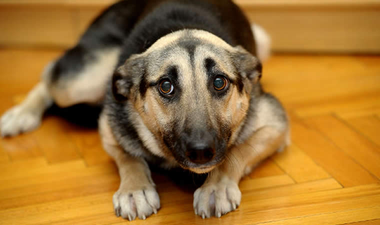 Cachorro deitado com medo