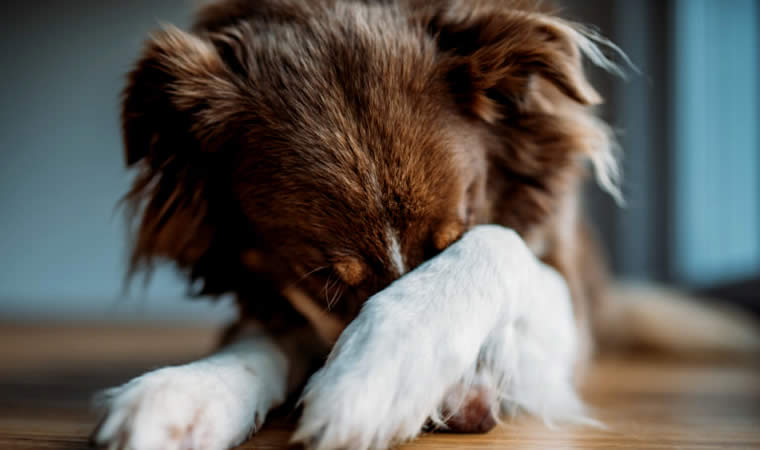 Cachorro deitado com medo