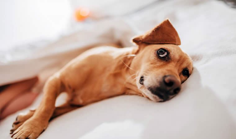 Cachorro deitado na cama