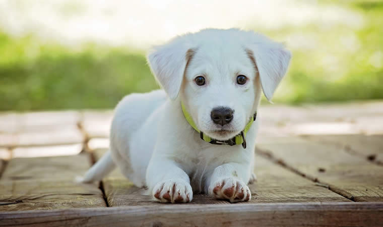 Cachorro deitado