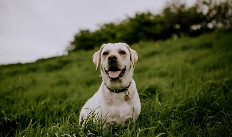 Cachorro no gramado