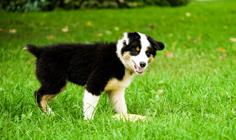 Cachorro no gramado