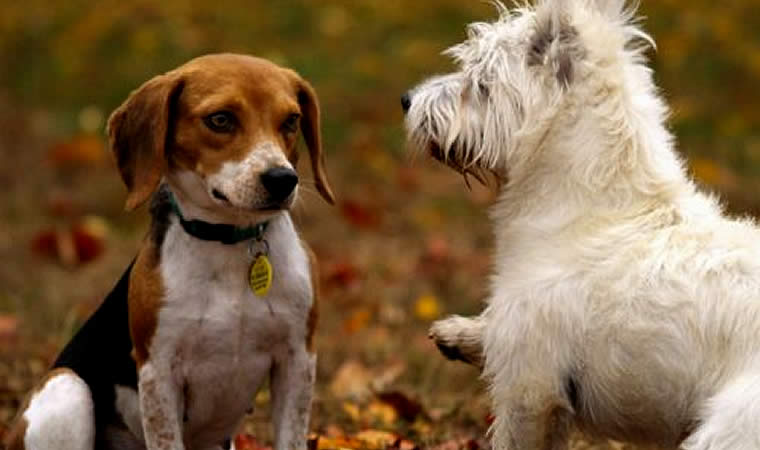 Cachorros brincando