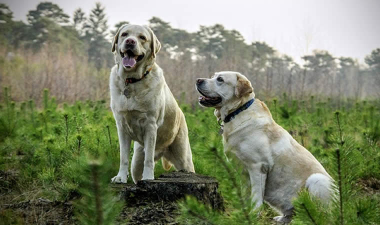 Cachorros no gramado