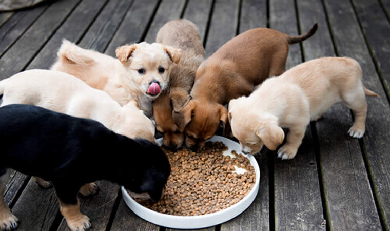 Cães filhotes se alimentando