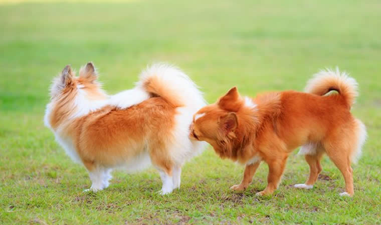 Cães no gramado