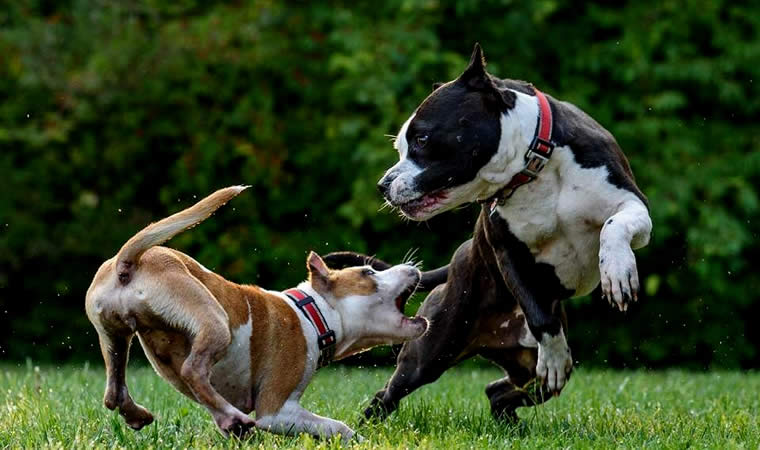 Cães no gramado