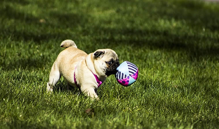 Cão brincando