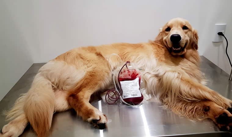 Cão doador de sangue
