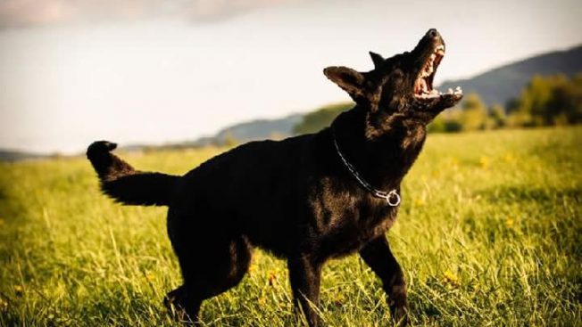 Cão latindo