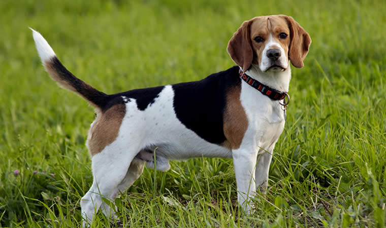 Cão na grama