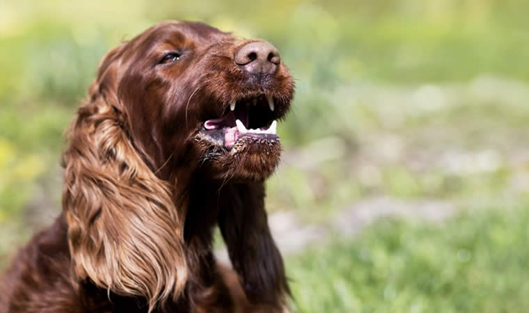 Cão no gramado