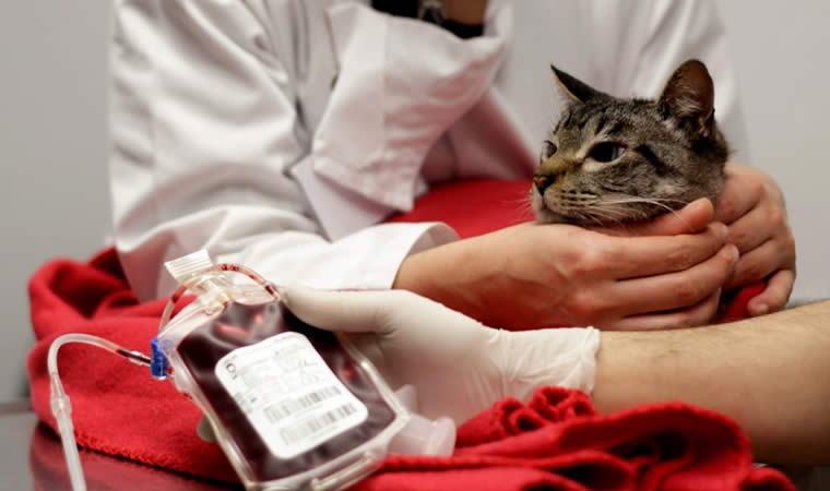 Doação de sangue pet