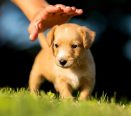 Filhote de cachorro no gramado