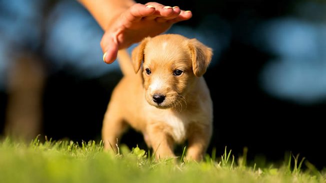 Filhote de cachorro no gramado