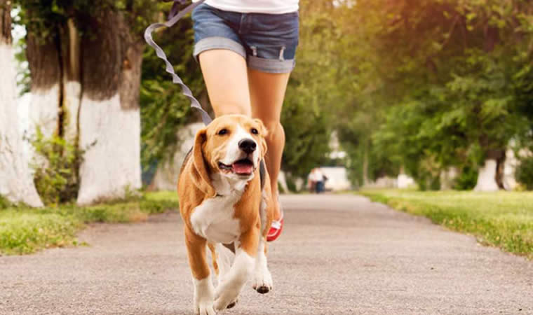 Cão passeando