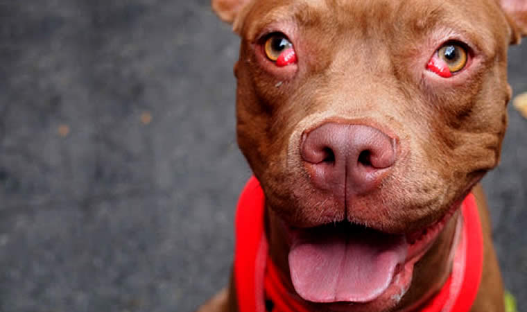 Cachorro com doença nos olhos