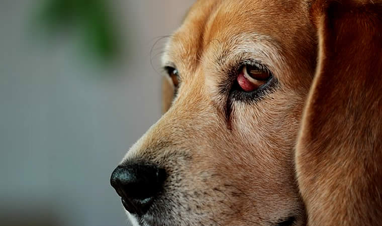 Cão com olhos de cereja