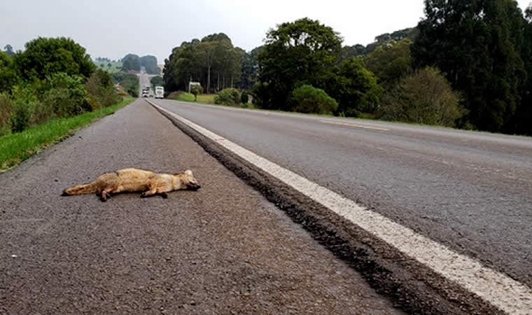 Animal selvagem atropelado