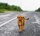 Cachorro na estrada