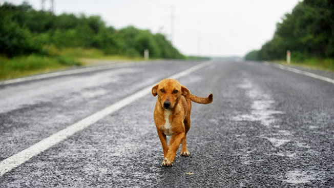Cachorro na estrada