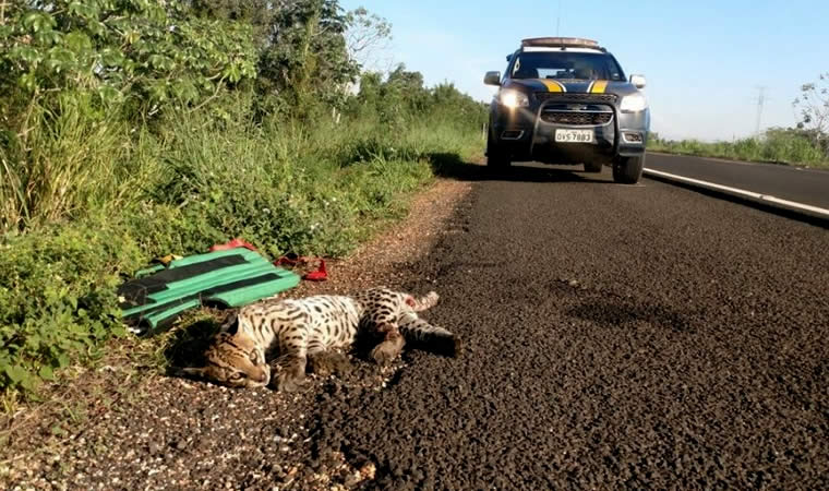 Pet atropelado