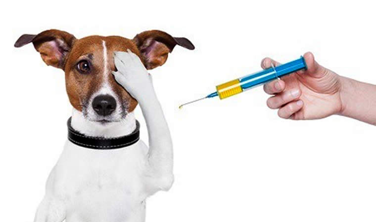 Cachorro e uma seringa