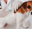 Profissional vacinando um pet