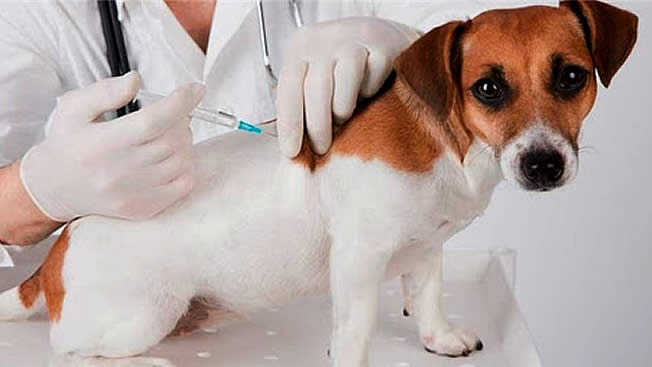 Profissional vacinando um pet