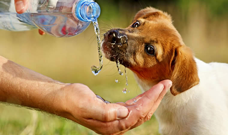 Cachorro bebendo água