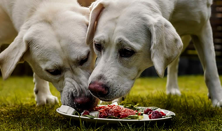 Cachorros grandes se alimentando