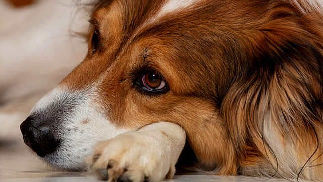 Cão com sintomas de insuficiência renal crônica