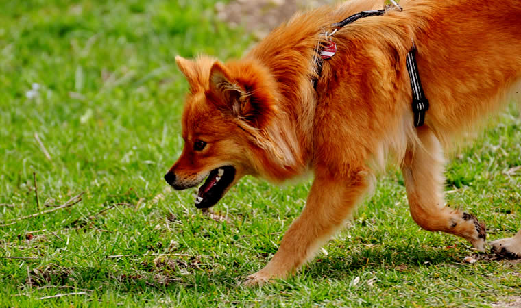 Cachorro caminhando na grama - Osteoartrite em cães