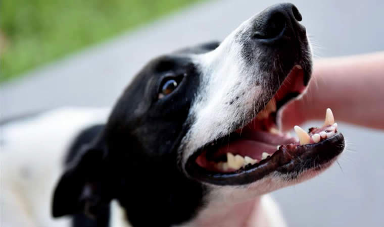 Cachorro com a Boca Aberta