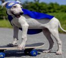 Cão com Skate e capa