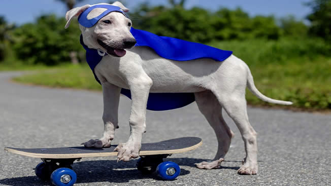 Cão com Skate e capa