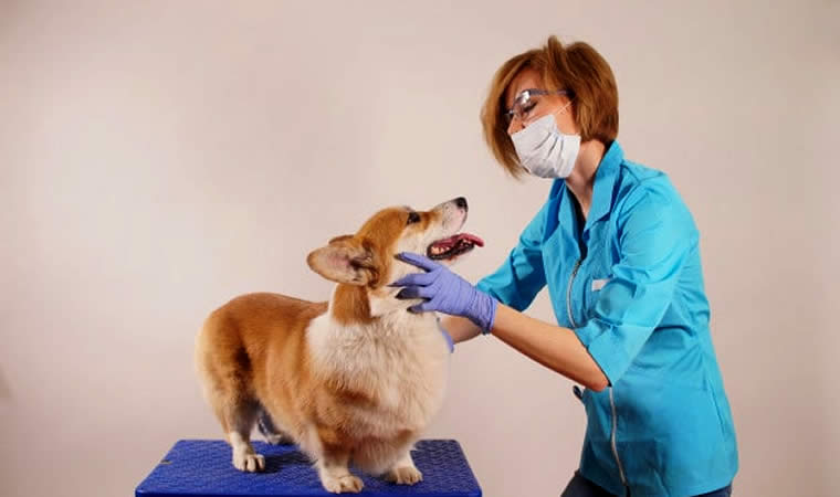 Pessoa cuidando de Piolho em Cães