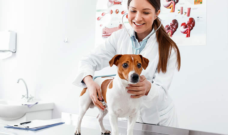 Veterinária examinando Cachorro