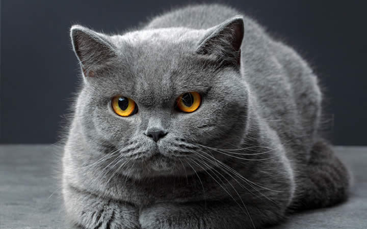 Felino cinza de olhos amarelos - Doenças em gatos