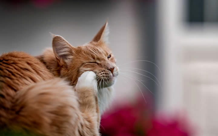 Felino se coçando