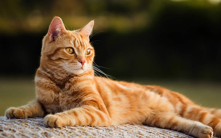 Gato amarelo deitado - Doenças em gatos