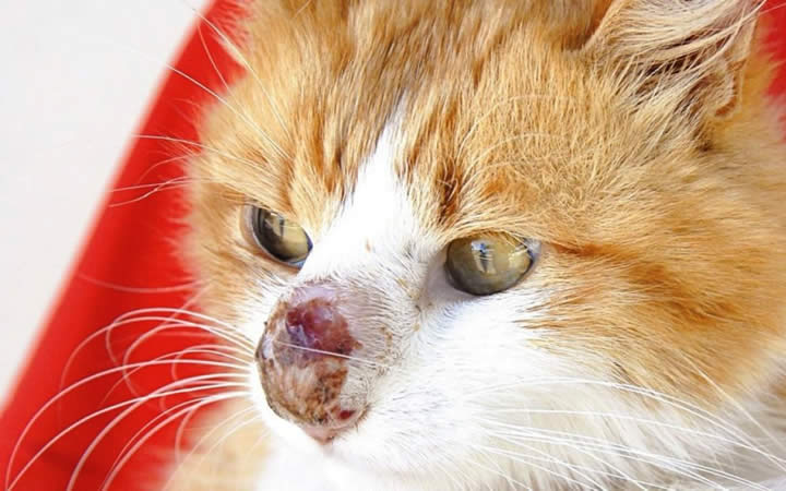 Gato com machuca no nariz