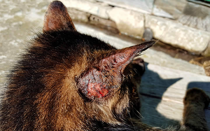 Gato com orelha machucada - Esporotricose em gatos