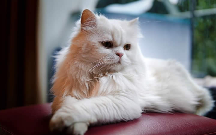 Gato Persa branco com patas cruzadas