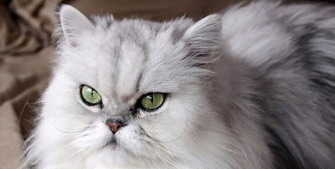 Gato persa: expectativa vida, curiosidades e mais!