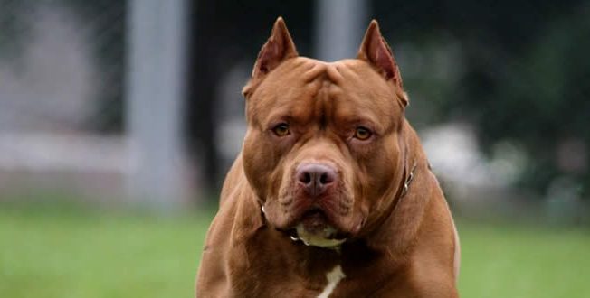 Cachorro pit bull marrom