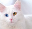 Gato angora branco
