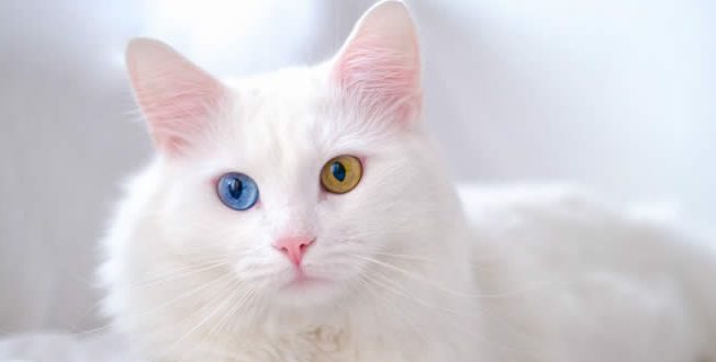 Gato angora branco