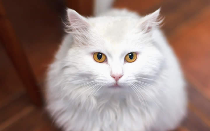 Gato angora olhos castanhos