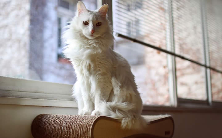 Gato angora sentado